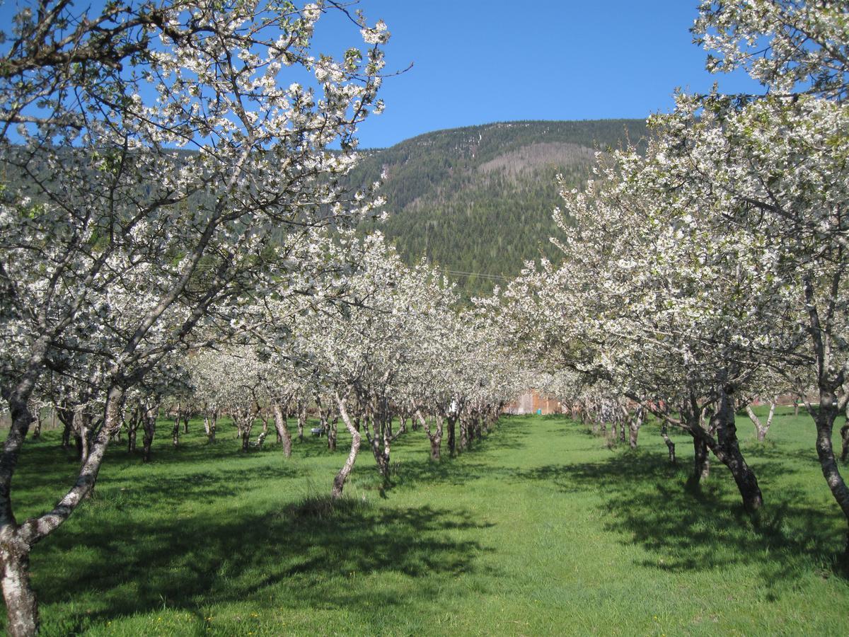 Cherry Cove Cabins Villa Kaslo Kültér fotó